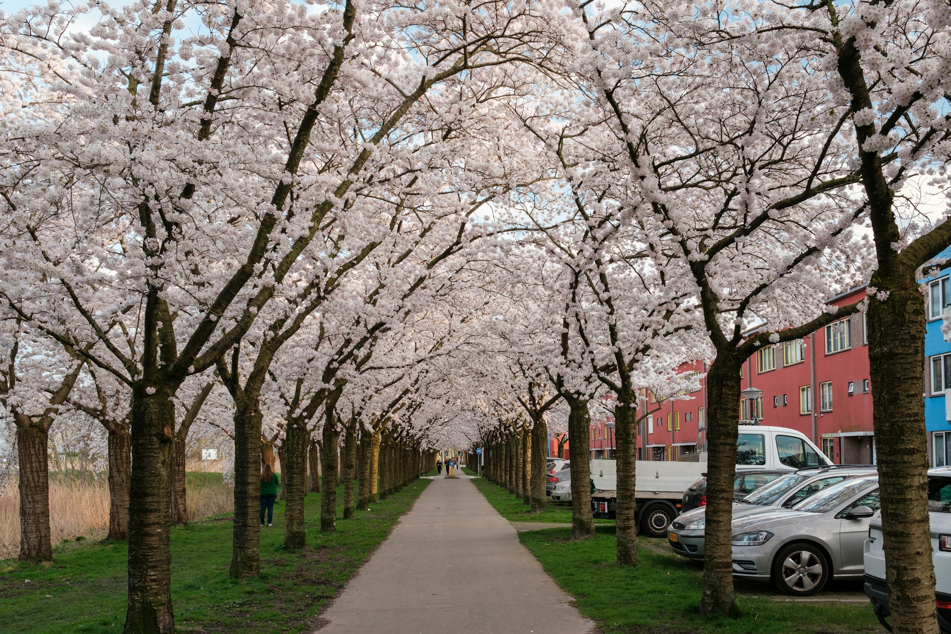 Bloesem bomen in Almere